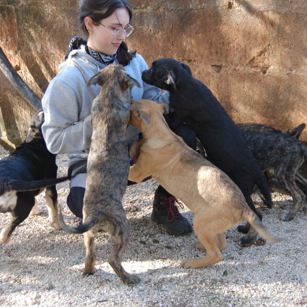 Hundetrainer Münsingen Hundetrainer Münsingen